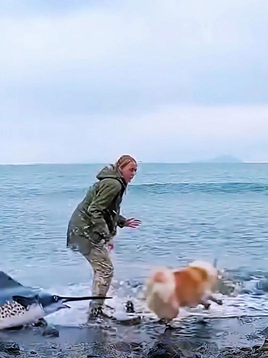 牧羊犬海边,勇战芝麻剑鱼