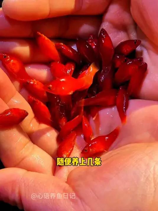 新手养鱼必知!红皮球鱼超好养超能生,鱼缸不够用