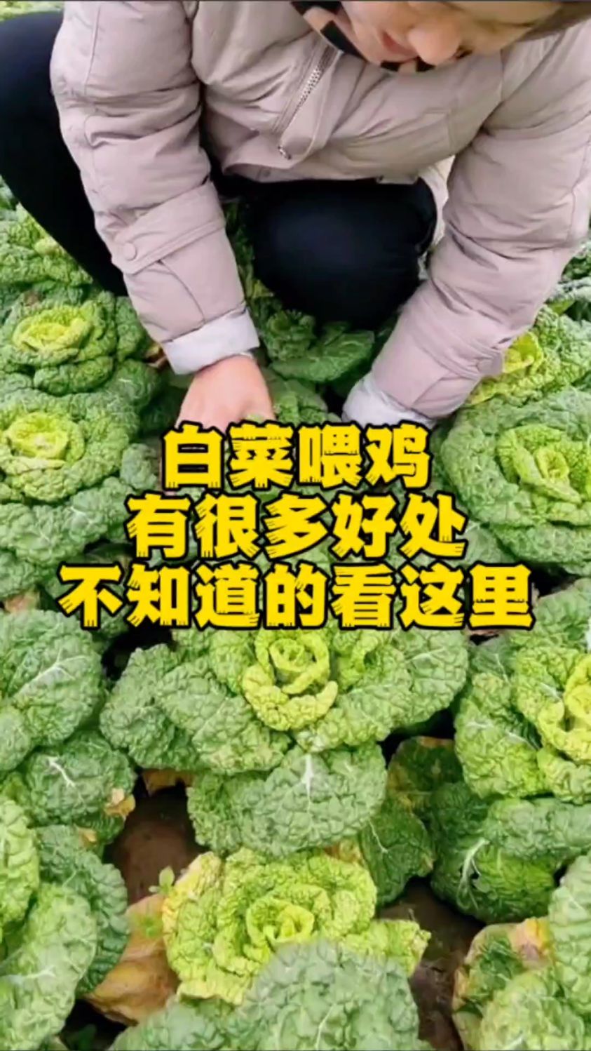 白菜喂鸡有很多好处,不知道的看这里