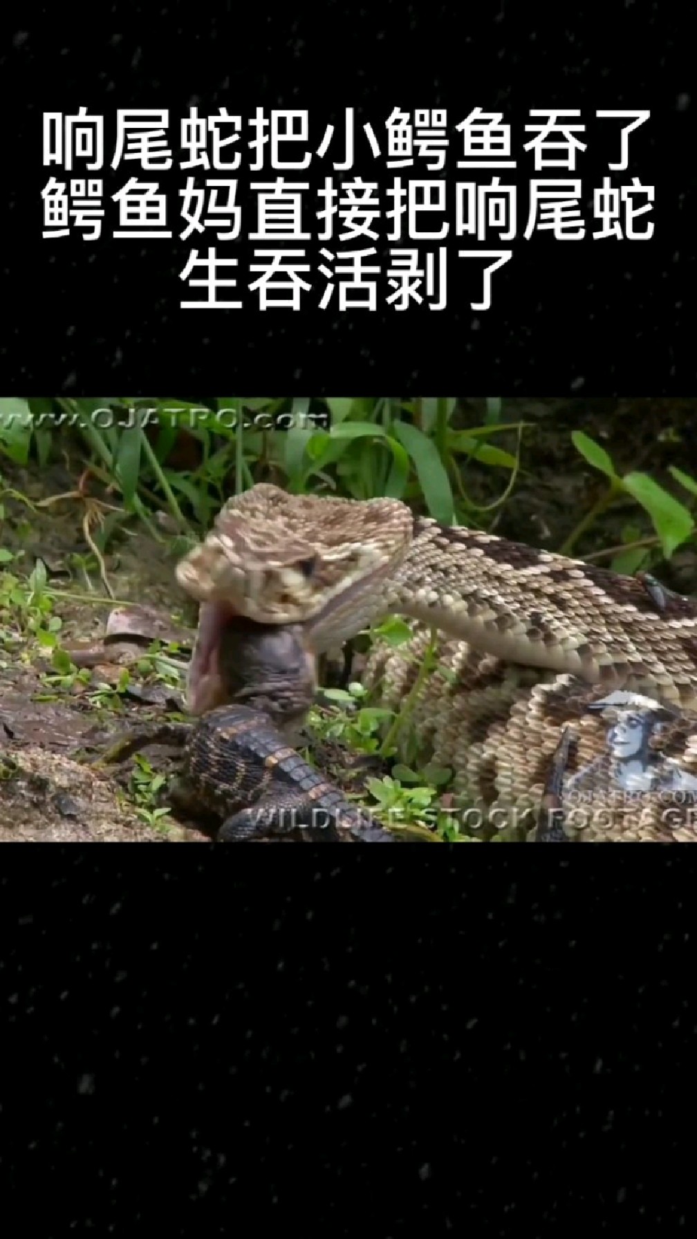 响尾蛇吃了小鳄鱼,鳄鱼妈妈回来把响尾蛇活吞了
