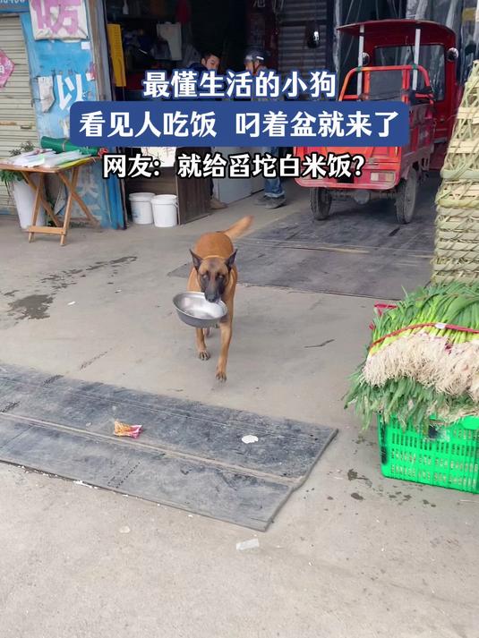 最懂生活的小狗，看见人吃饭叼着盆就来了