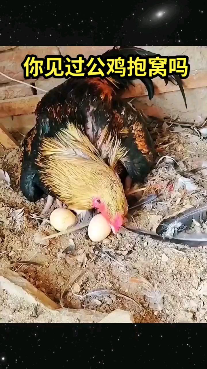 你见过公鸡抱窝吗