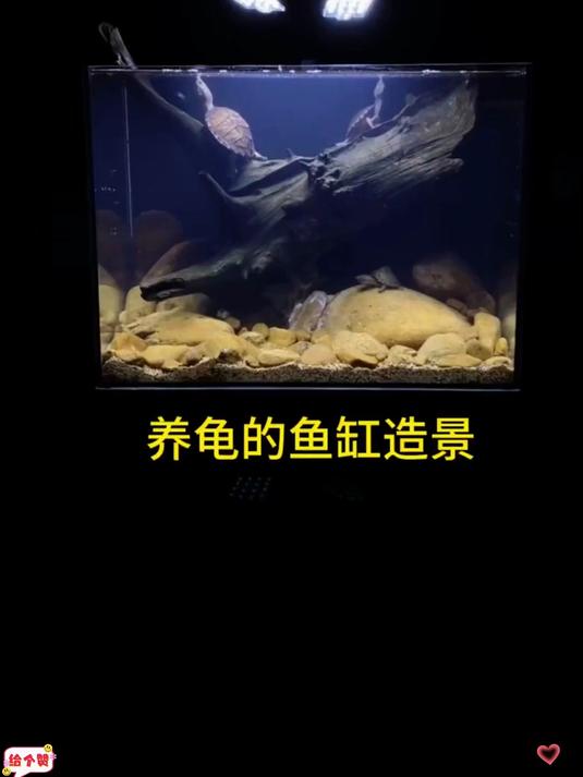 户外做一套完整的原生缸造景 养鱼养龟都可以!
