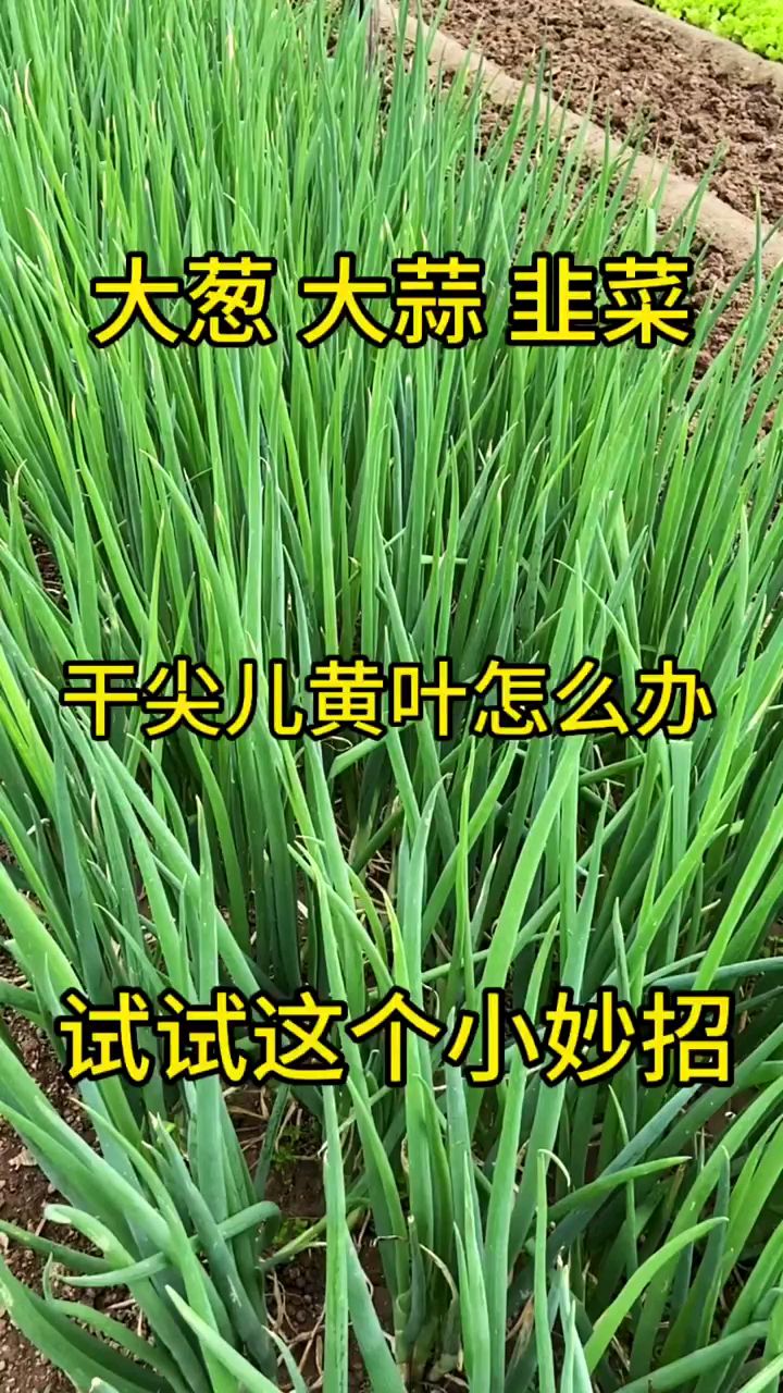 大葱大蒜韭菜出现干尖儿黄叶怎么办、农村纯绿色无公害蔬菜、庄稼地里好风景 。