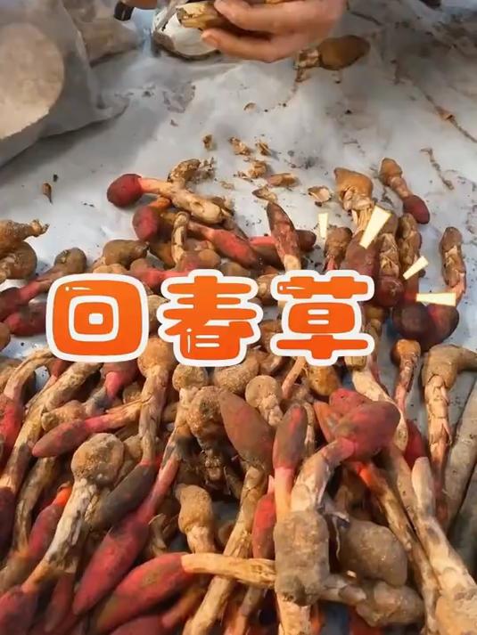 回春草:山野之味,带着 “回春” 的暖意