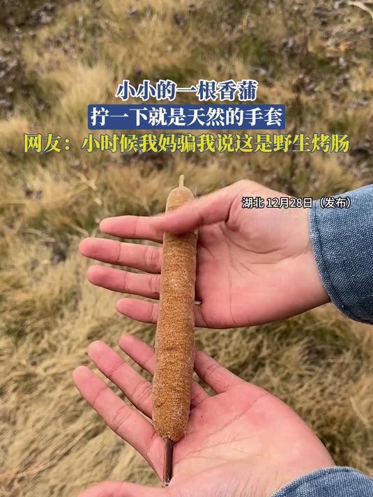 小小的一根香蒲,拧一下就是天然的手套,网友:小时候我妈骗我说这是野生烤肠
