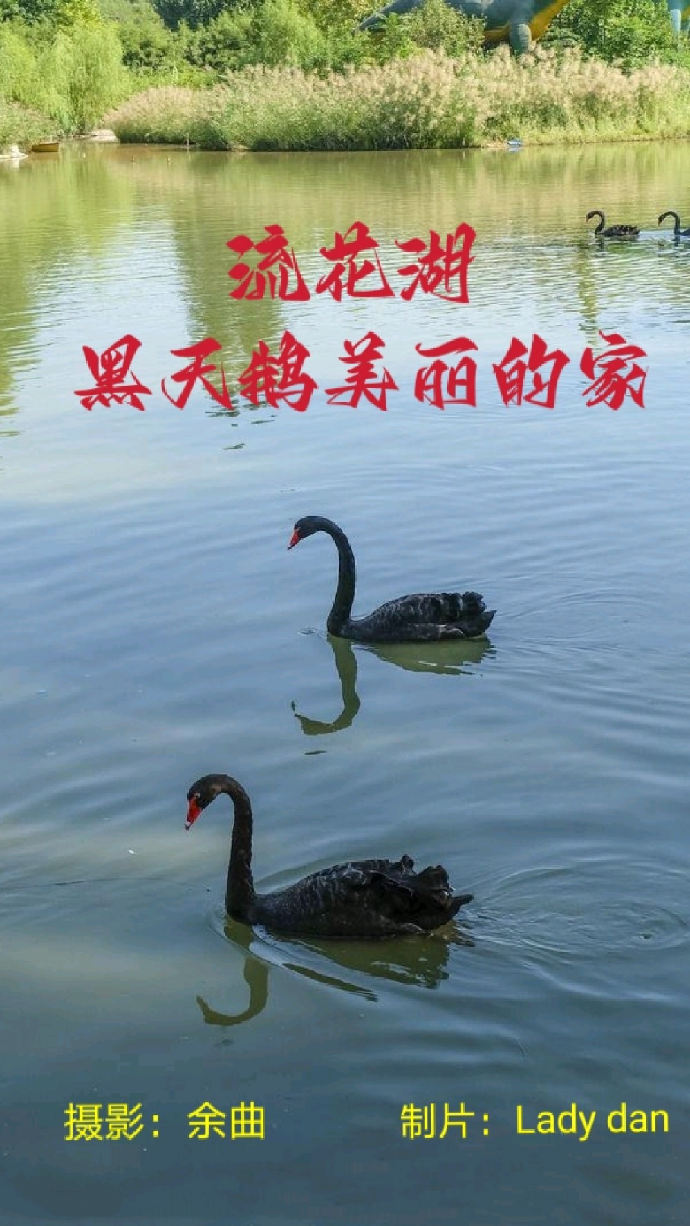 流花湖一黑天鹅美丽的家