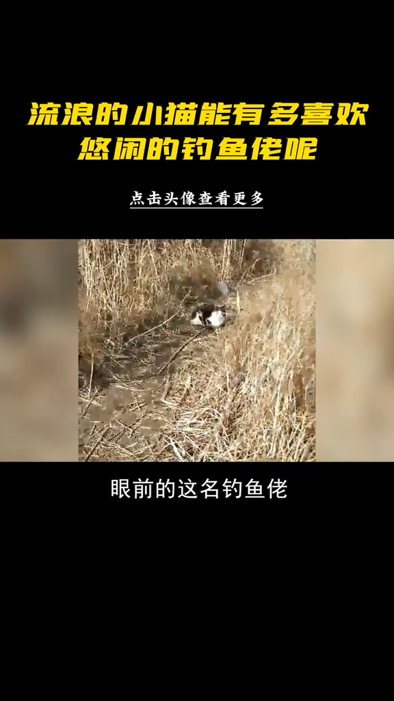 鱼没钓上,钓了一大群吃鱼的