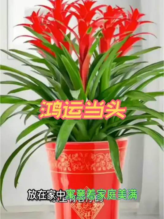凤梨盆栽小红心 鸿运当头 家庭养花秘籍分享