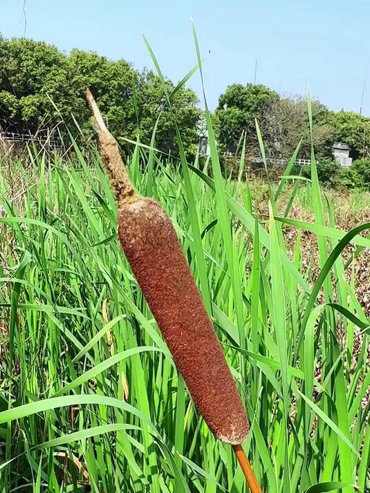 这种植物下面的根茎是一种蔬菜,它就是象牙菜