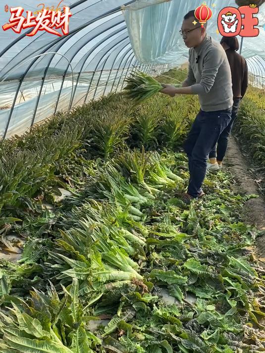 云南高山紫叶莴笋比一般的莴笋水分更足不空心拿来炒肉煲汤特别的香