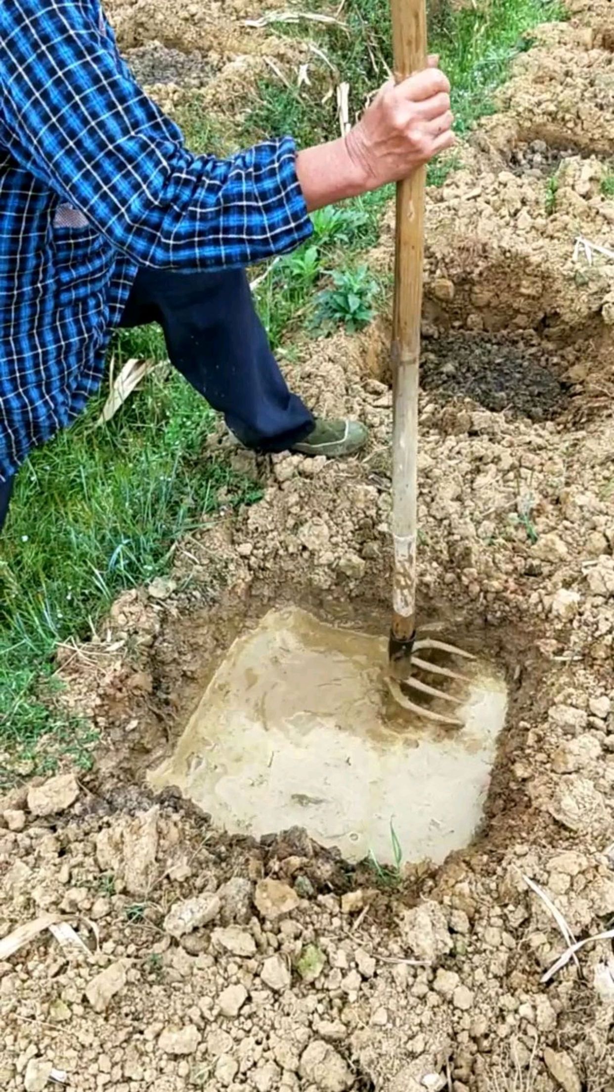 种甘蔗啦,原来广西木格白玉蔗这样种植的