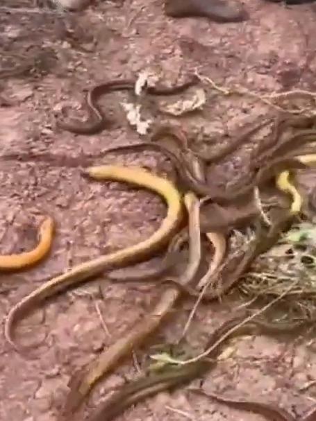 黄鳝钓钩！锋利倒刺设计，一钓一个准，钓鳝轻松高效