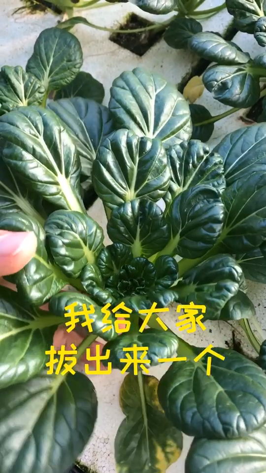今天聊聊“乌塌菜”