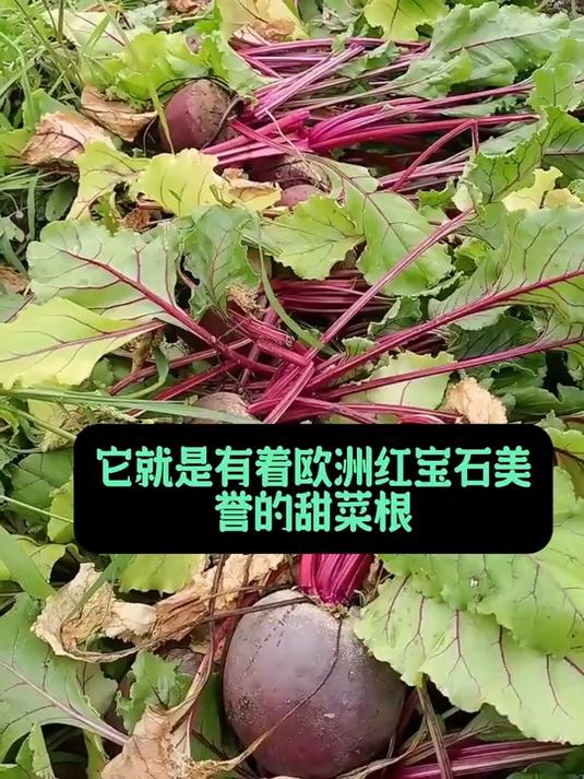 当季好货甜菜根,果胶成分丰富,肠道清洁卫士