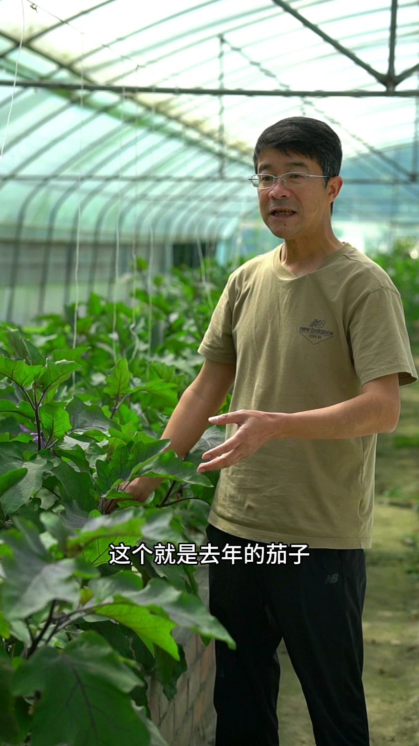 茄子其实是多年生蔬菜!