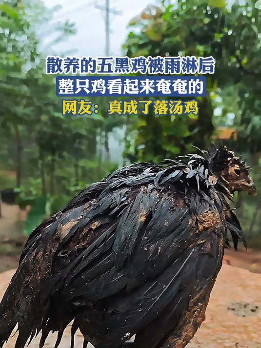 散养的五黑鸡被雨淋后,整只鸡看起来奄奄的,网友:真成了落汤鸡