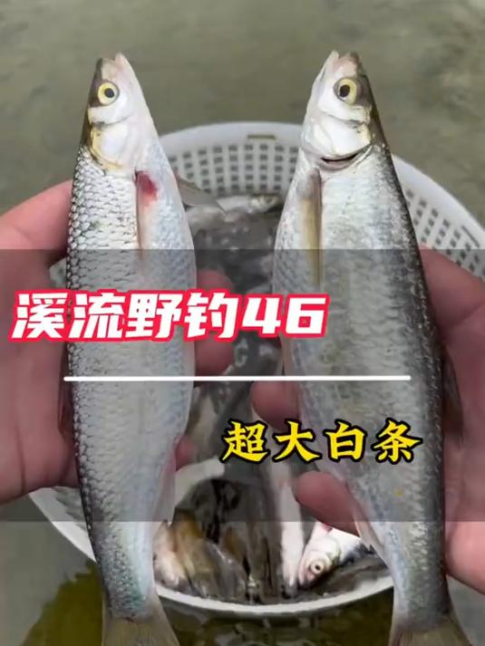 筷子那么长的白条，太过瘾了！#溪流钓# #户外# #钓鱼# #最大白条鱼#