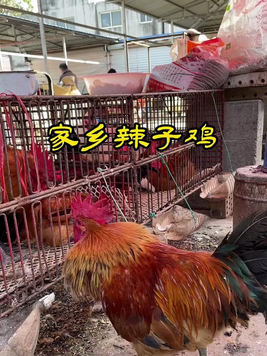 没有一只鸡能逃出我的家乡,家乡的辣子鸡可是一绝