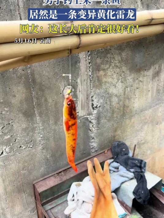 男子钓上来一条鱼，居然是一条变异黄化雷龙，网友：这长大后肯定很好看！#变异雷龙鱼#