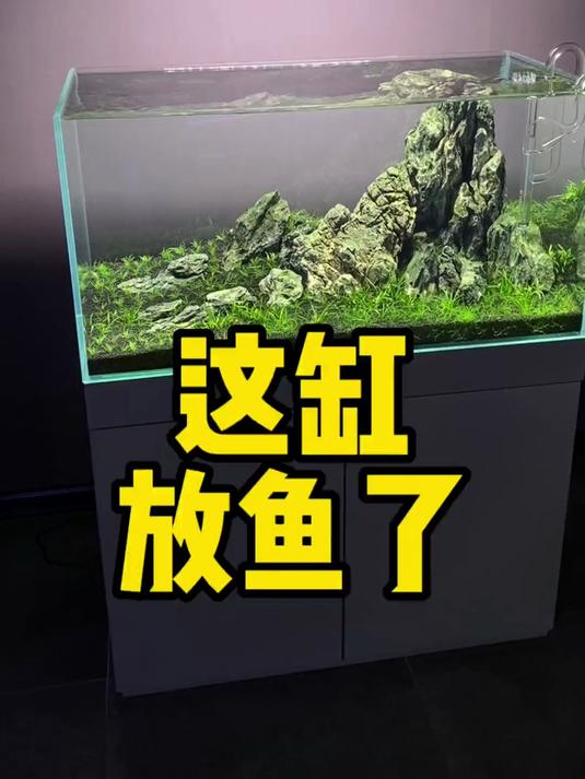 这缸放鱼了,这鱼有养过的么