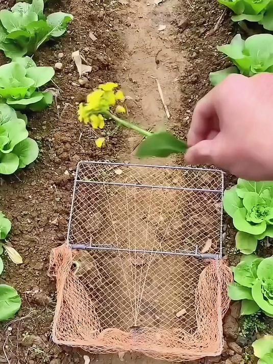 农村大爷发明“抓鸡神器”火了，1天抓100只，太实用了