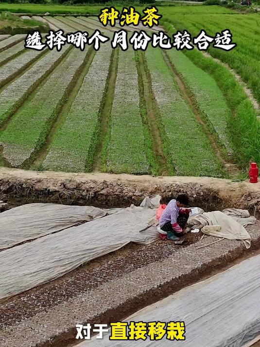 油茶苗什么时候种植合适?