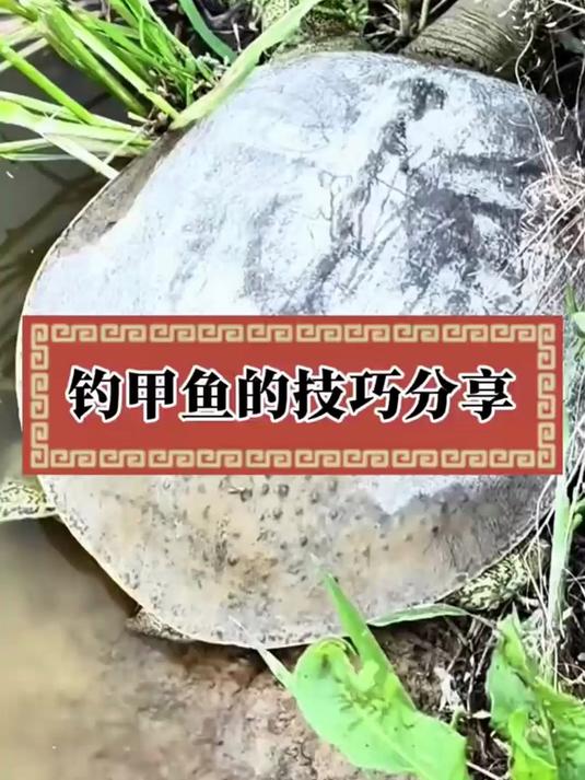 甲鱼线组火爆来袭,自带双钩防咬线,穿猪肝坐等鱼上钩!