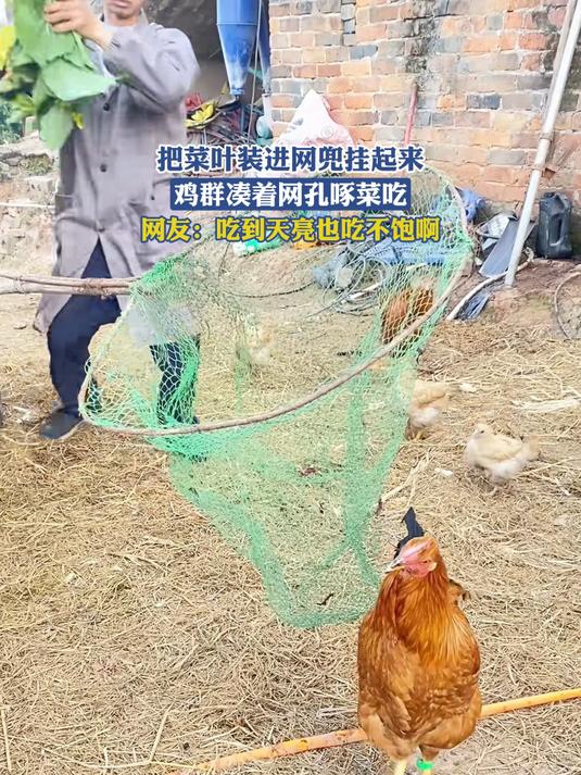 把菜叶装进网兜挂起来，鸡群凑着网孔啄菜吃