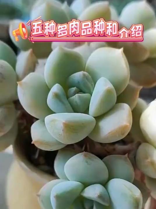 五种多肉品种介绍!