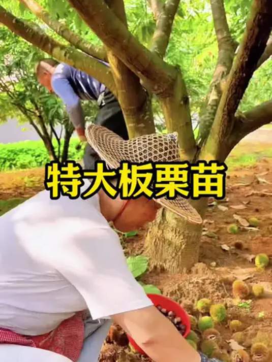 果树种植秘籍:大果板栗树苗 南北皆可 当年结果