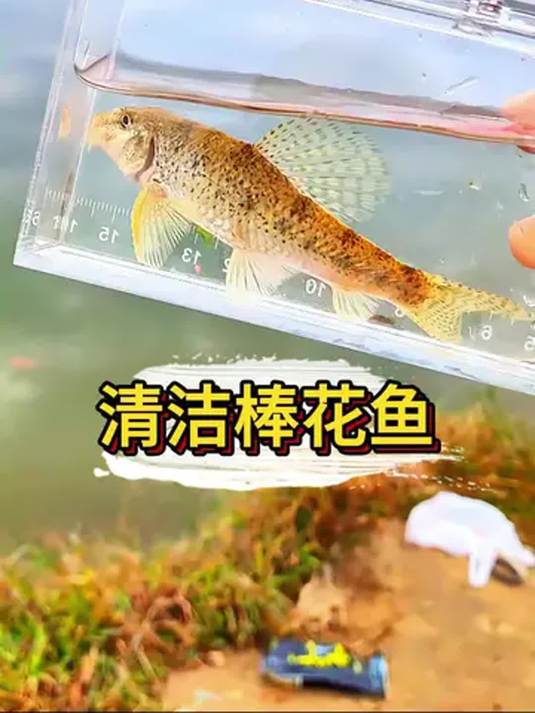 冷水清道夫:淡水缸中神奇的清洁工具鱼