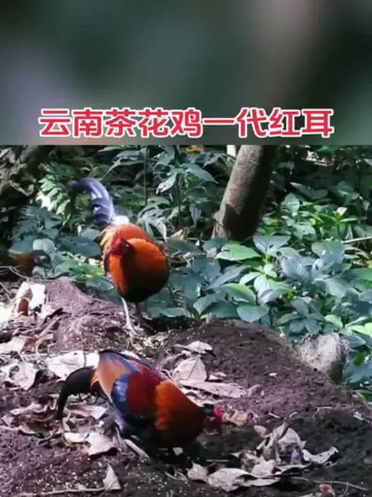 农村散养土鸡咋选?茶花鸡养殖经验交流等你来