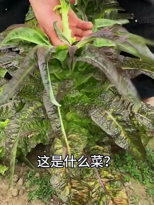 分享科普30种常见的菜，你最喜欢哪一种？