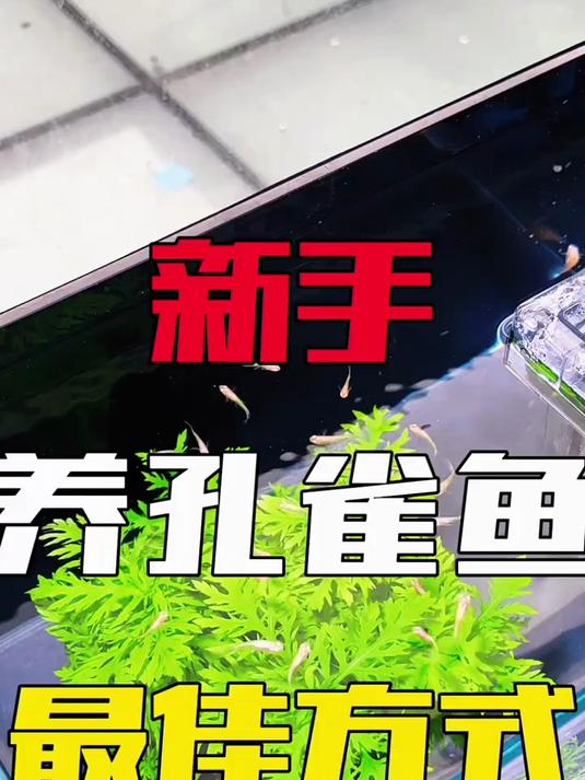想要养好孔雀鱼很简单,选择一颗合适的水草是关键