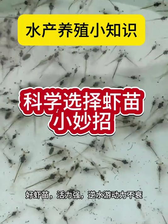 对虾养殖科学选择虾苗小妙招