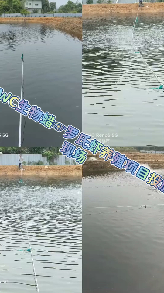 TWC生物蜡技术养殖罗氏虾项目投放现场对比!水体越来越清澈了!