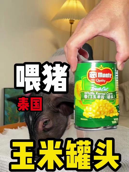 国外的玉米更香?今天喂猪猫吃泰国玉米罐头和意大利面包棒