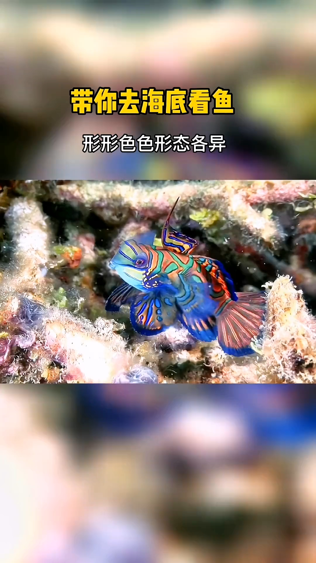 带你们看海底的鱼