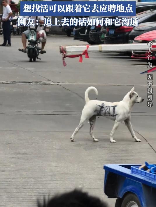 狗子化身移动的广告牌,想找活可以跟着它去应聘地点