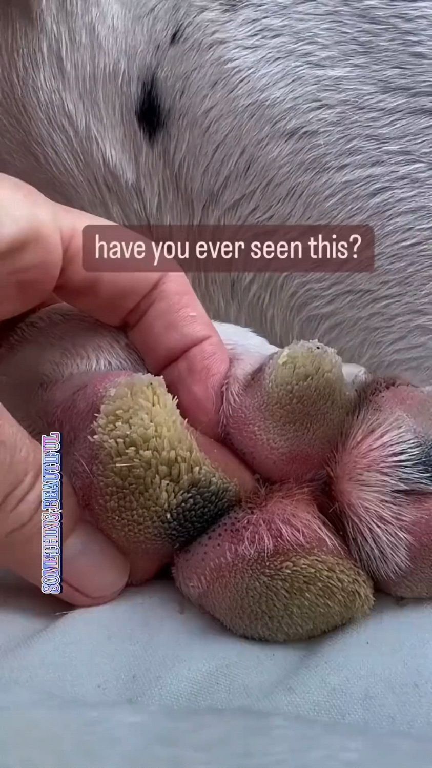 这个是狗脚底板的,类似人的老茧