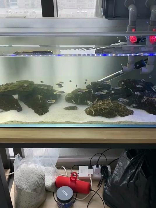 鱼缸清洁工具，快速帮助除藻！鱼缸除藻有哪些好用的小工具呢！