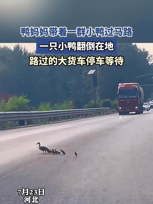 鸭妈妈带着一群小鸭过马路,一只小鸭翻倒在地,大货车停车等待