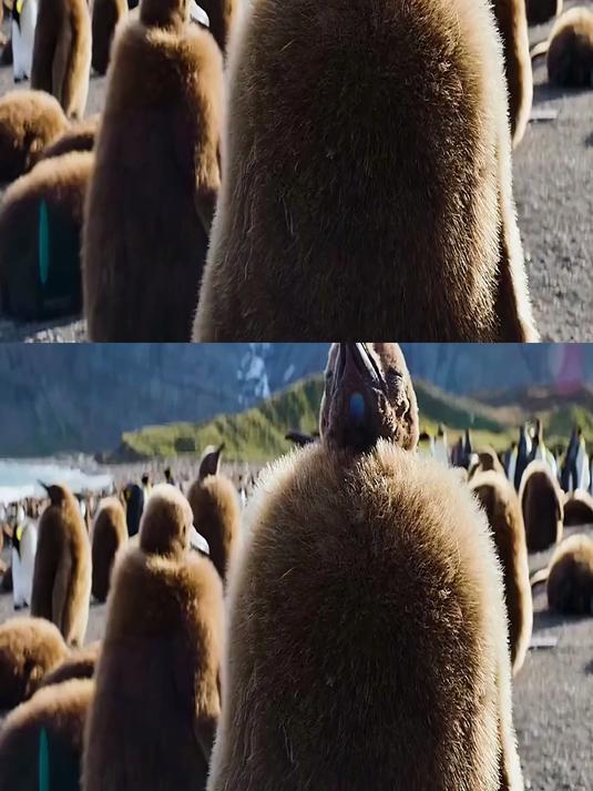 猕猴桃宝宝的蜕变,从幼稚到成熟