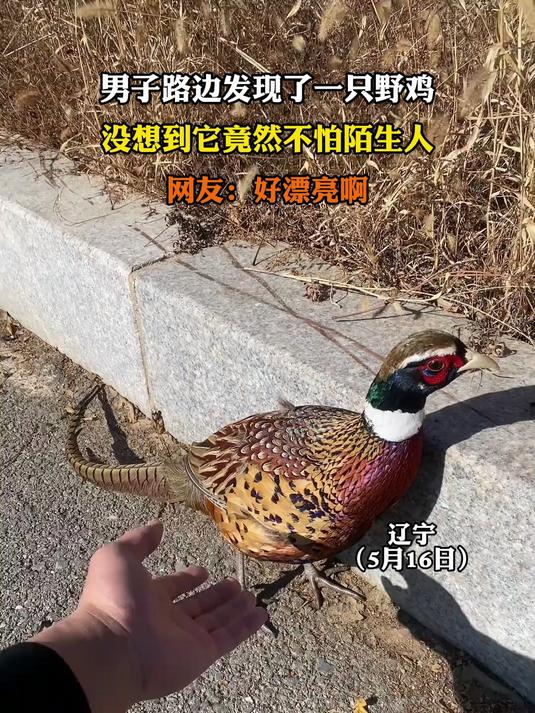 男子路边发现了一只野鸡,没想到它竟然不怕陌生人