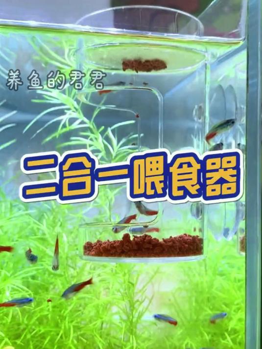 喂食器还能这么用?小鱼互动翻倍,还不脏水!