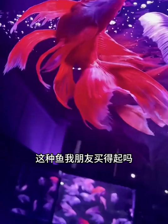 分享科普17种漂亮的观赏鱼，你觉得那种鱼最漂亮？
