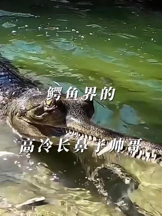 鳄鱼界的高冷长鼻子帅哥，为啥还会终身单身！