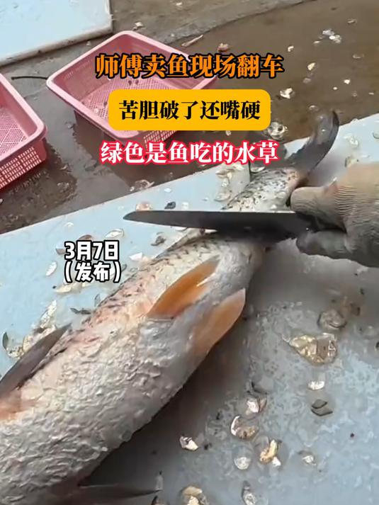 师傅卖鱼现场翻车，苦胆破了还嘴硬，绿色是鱼吃的水草#马上就出发#
