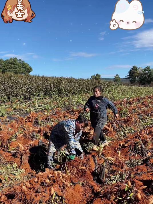 条形大果云南天山雪莲果产地直发脆甜多汁新鲜现挖的红泥沙地种植